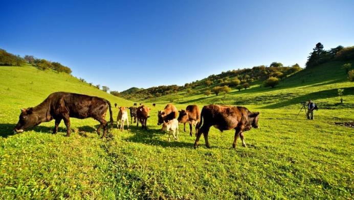 【热点聚焦】从布病看空间消毒灭菌的重要性